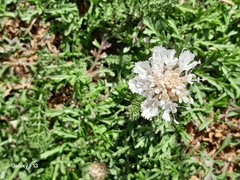 Lomelosia crenata (Lomelosia crenata)