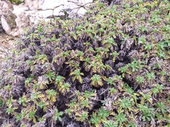 Lomelosia crenata (Lomelosia crenata)