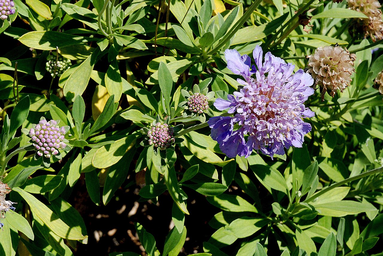 Lomelosia cretica: Scabiosa cretica