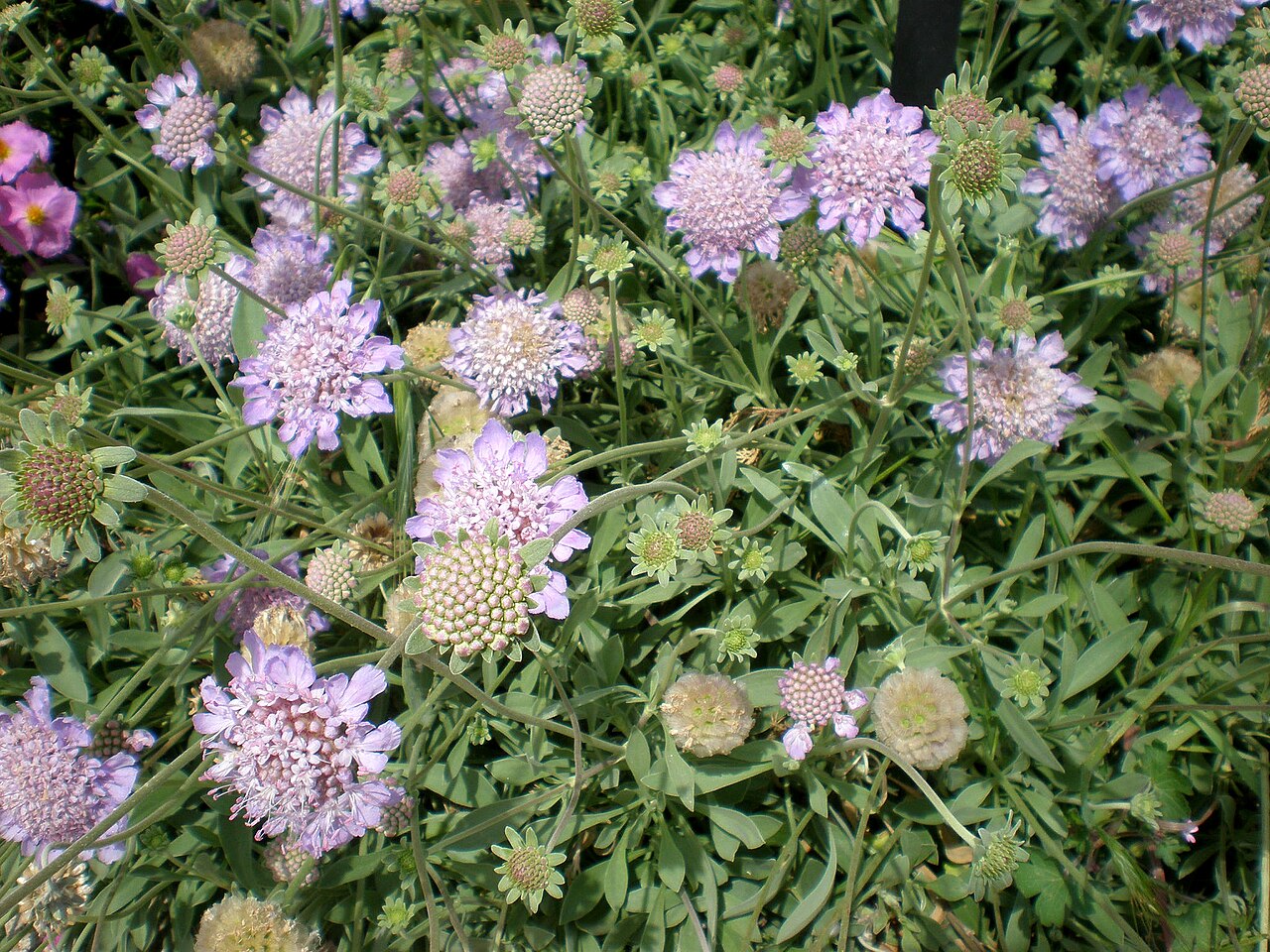 Lomelosia cretica: Jardín Botánico de Barcelona.
