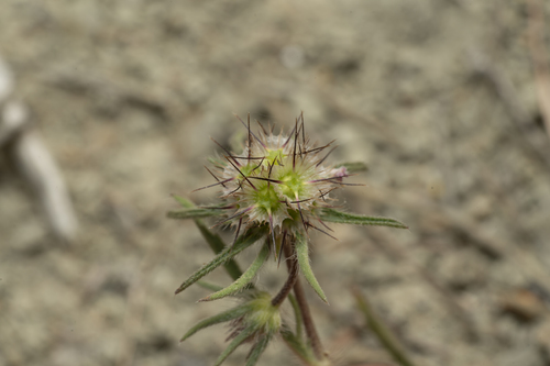 Lomelosia divaricata (Lomelosia divaricata)