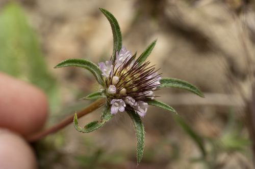 Lomelosia divaricata (Lomelosia divaricata)