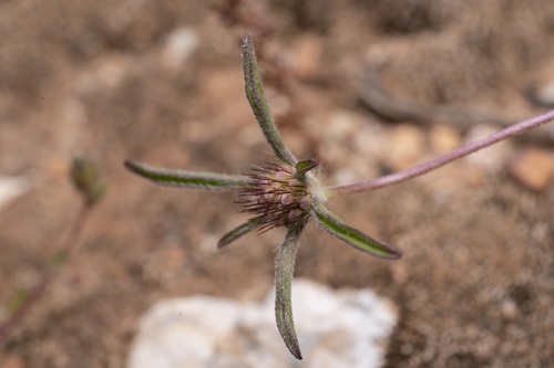 Lomelosia divaricata (Lomelosia divaricata)