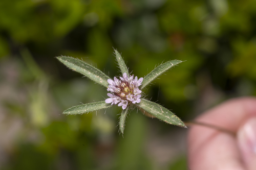 Lomelosia divaricata (Lomelosia divaricata)