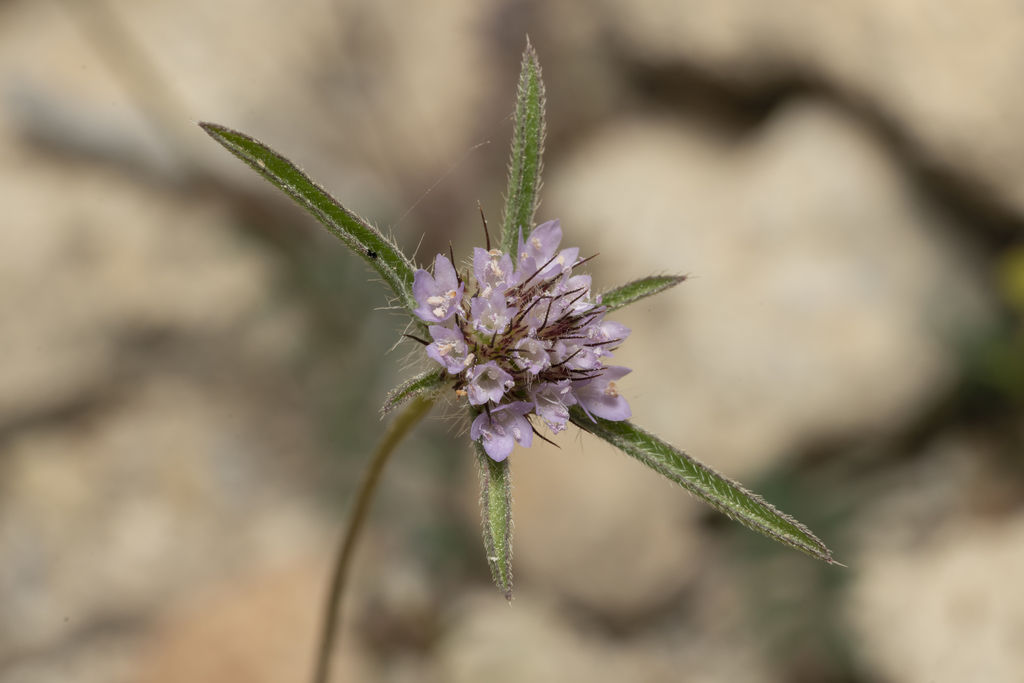Lomelosia divaricata (Lomelosia divaricata)