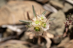 Lomelosia divaricata (Lomelosia divaricata)