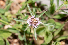 Lomelosia divaricata (Lomelosia divaricata)