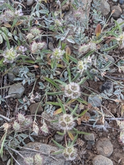 Lomelosia divaricata (Lomelosia divaricata)