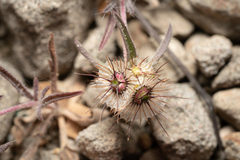 Lomelosia divaricata (Lomelosia divaricata)