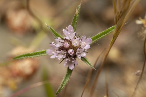 Lomelosia divaricata (Lomelosia divaricata)