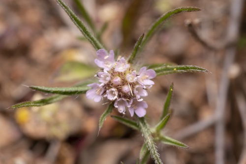Lomelosia divaricata (Lomelosia divaricata)