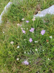 Grass-leaved scabious (Lomelosia graminifolia)