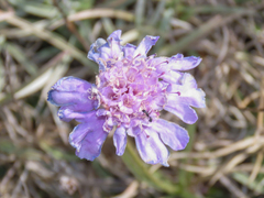 Grass-leaved scabious (Lomelosia graminifolia)