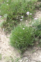 Grass-leaved scabious (Lomelosia graminifolia)
