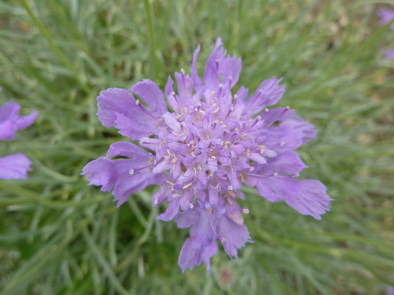 Grass-leaved scabious: Taken in the Cambridge University Botanic Garden