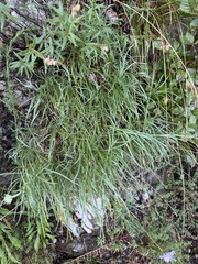 Grass-leaved scabious (Lomelosia graminifolia)