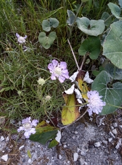 Grass-leaved scabious (Lomelosia graminifolia)