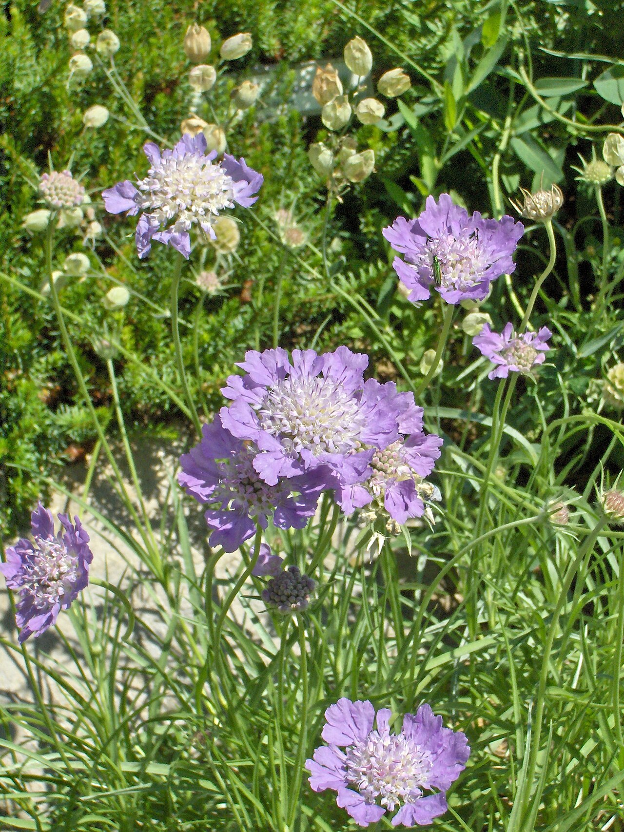 Grass-leaved scabious: Scabiosa graminifolia