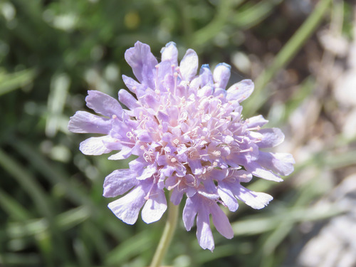 Grass-leaved scabious (Lomelosia graminifolia)