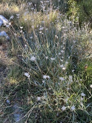 Grass-leaved scabious (Lomelosia graminifolia)
