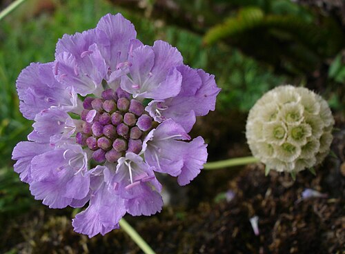 Grass-leaved scabious: Scabiosa graminifolia, Jardin alpin, fr:Jardin des Plantes de Paris Bouba