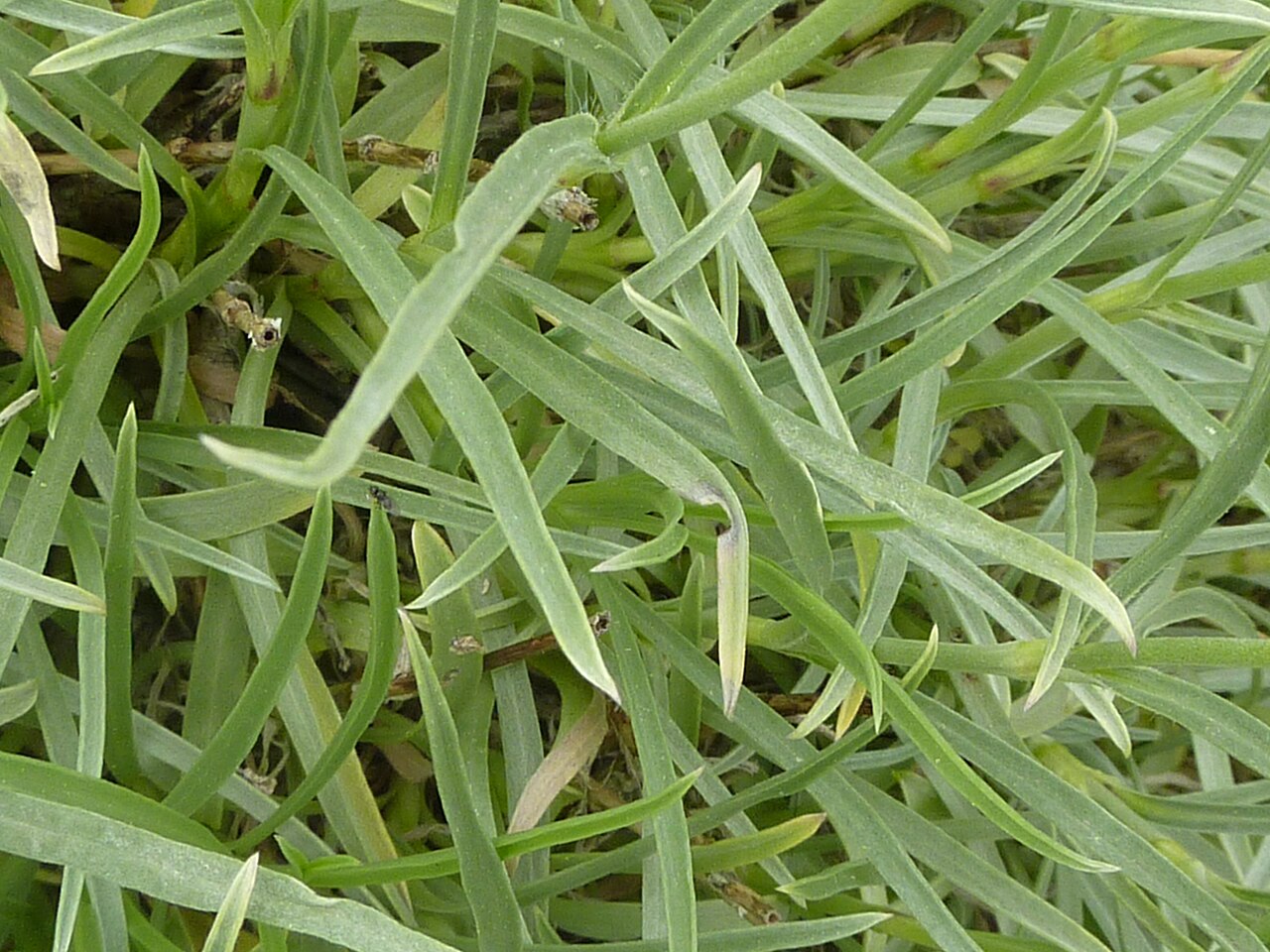 Grass-leaved scabious: Taken in the Cambridge University Botanic Garden