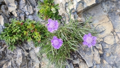 Grass-leaved scabious (Lomelosia graminifolia)