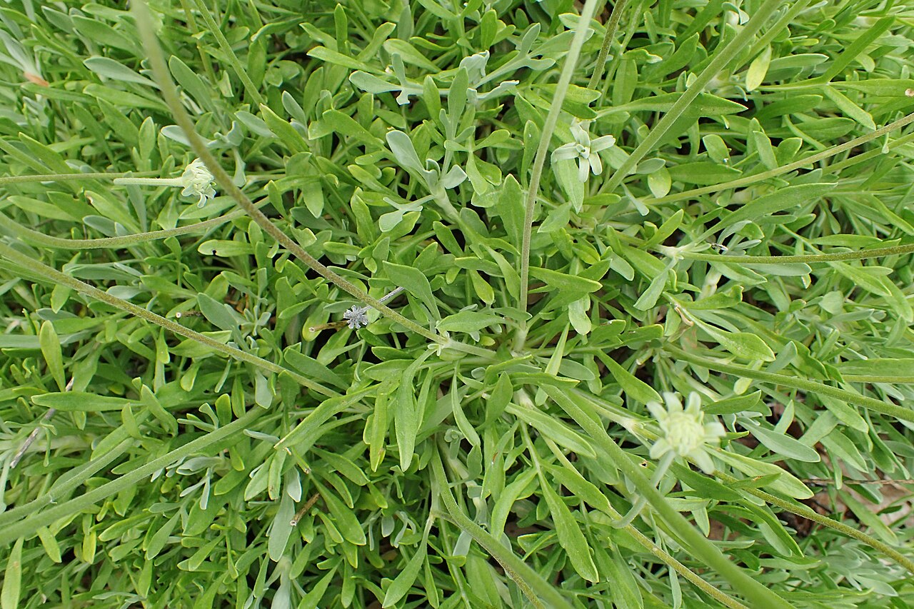 Lomelosia hymettia: Lomelosia hymettia in Balkan Botanic Garden of Kroussia