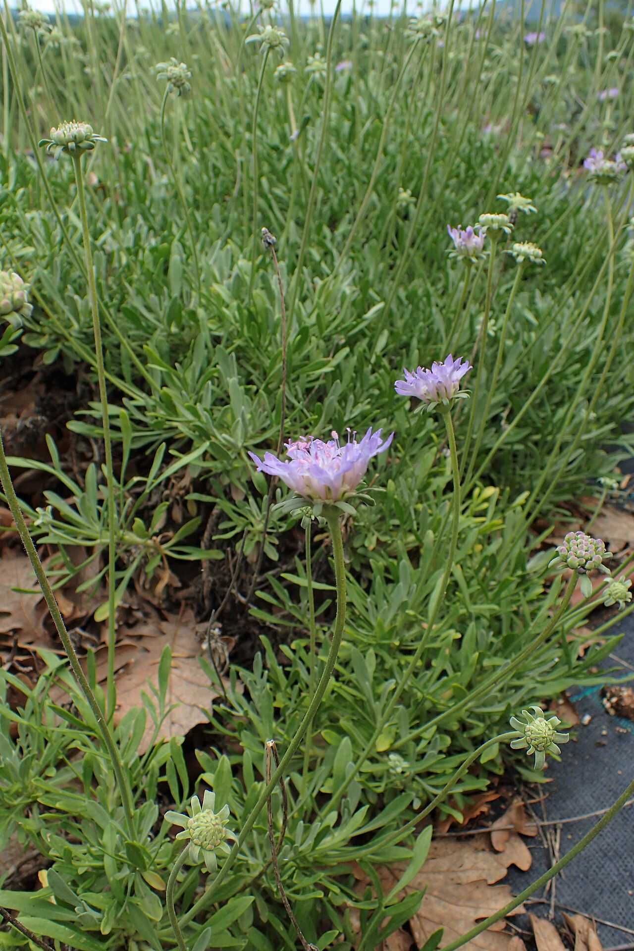 Lomelosia hymettia: Lomelosia hymettia in Balkan Botanic Garden of Kroussia