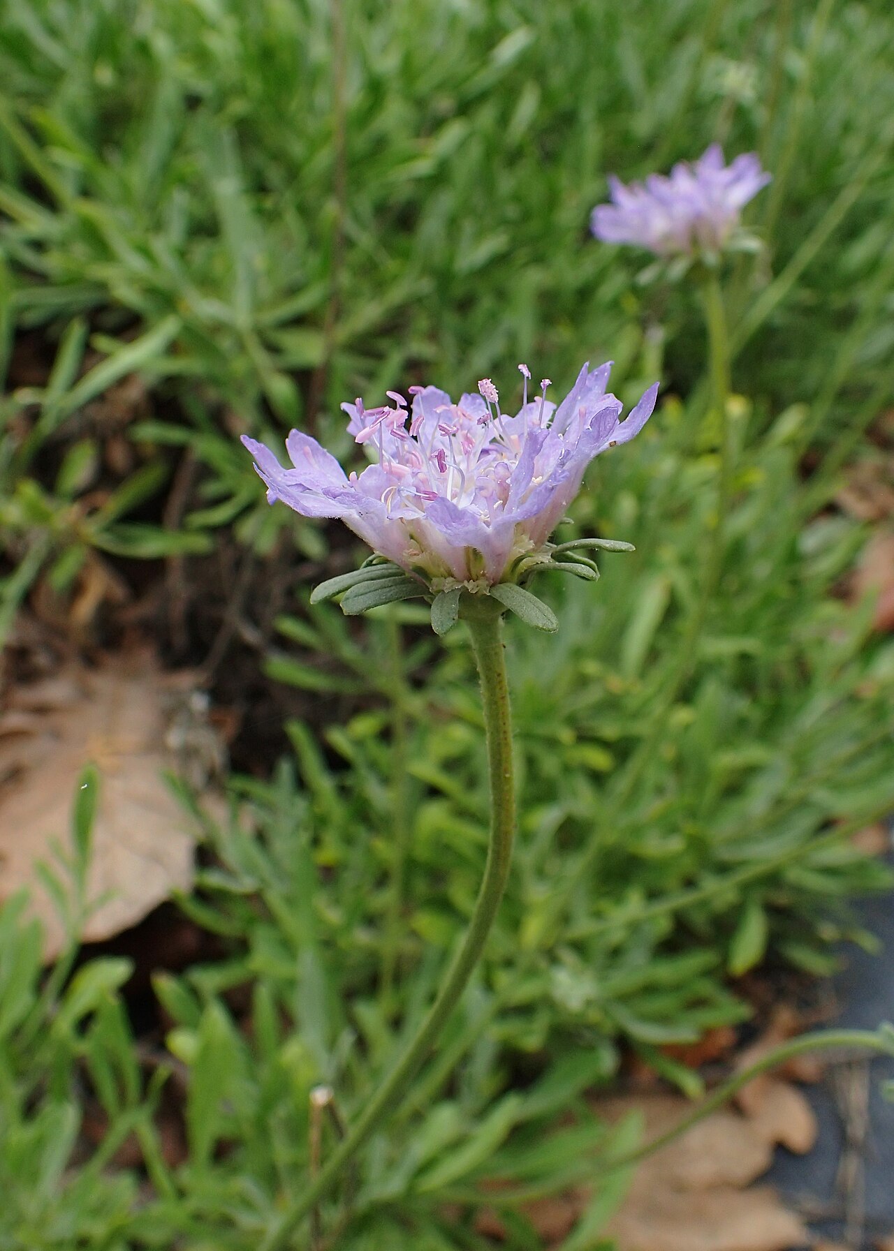 Lomelosia hymettia: Lomelosia hymettia in Balkan Botanic Garden of Kroussia