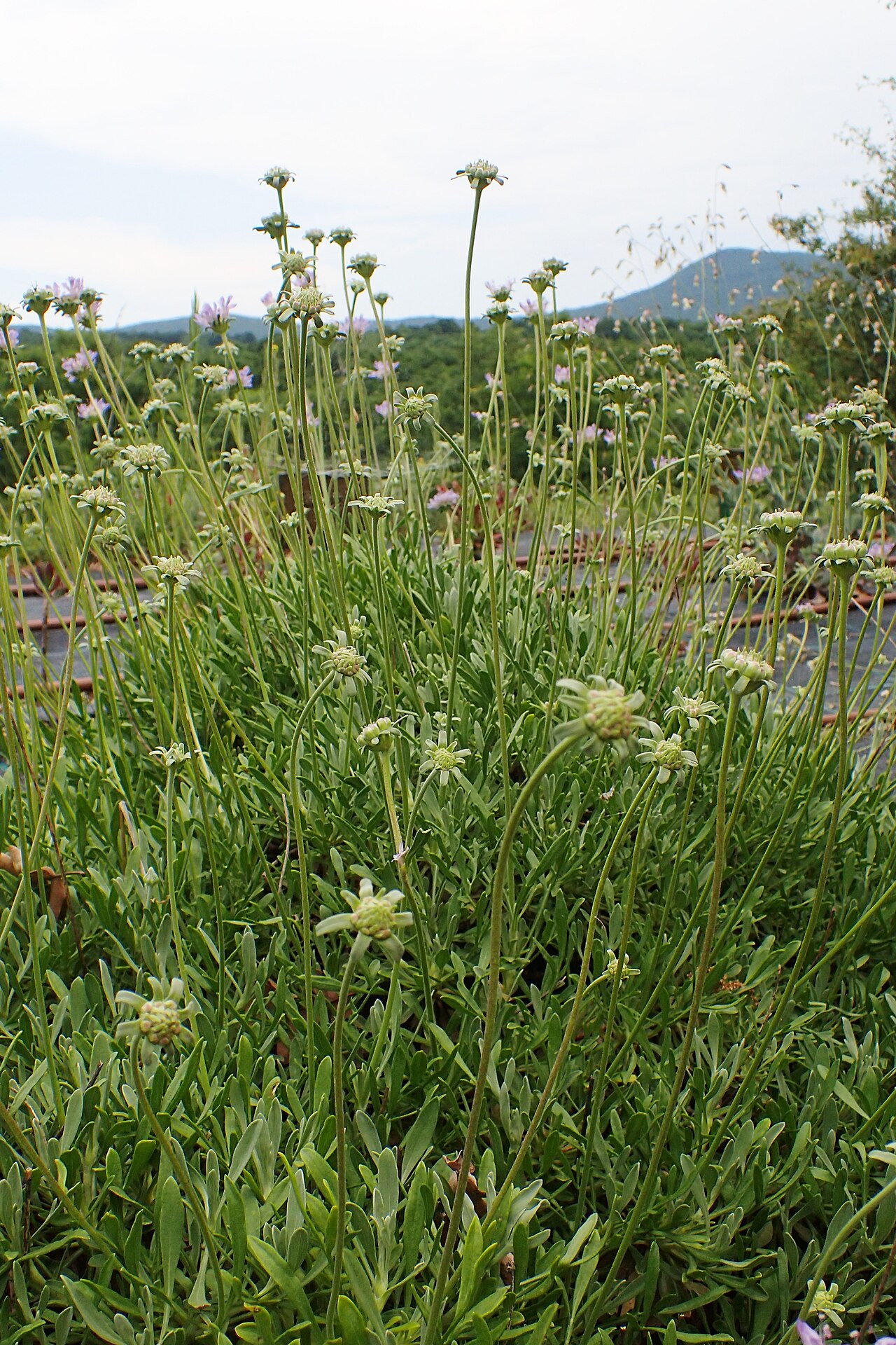 Lomelosia hymettia: Lomelosia hymettia in Balkan Botanic Garden of Kroussia