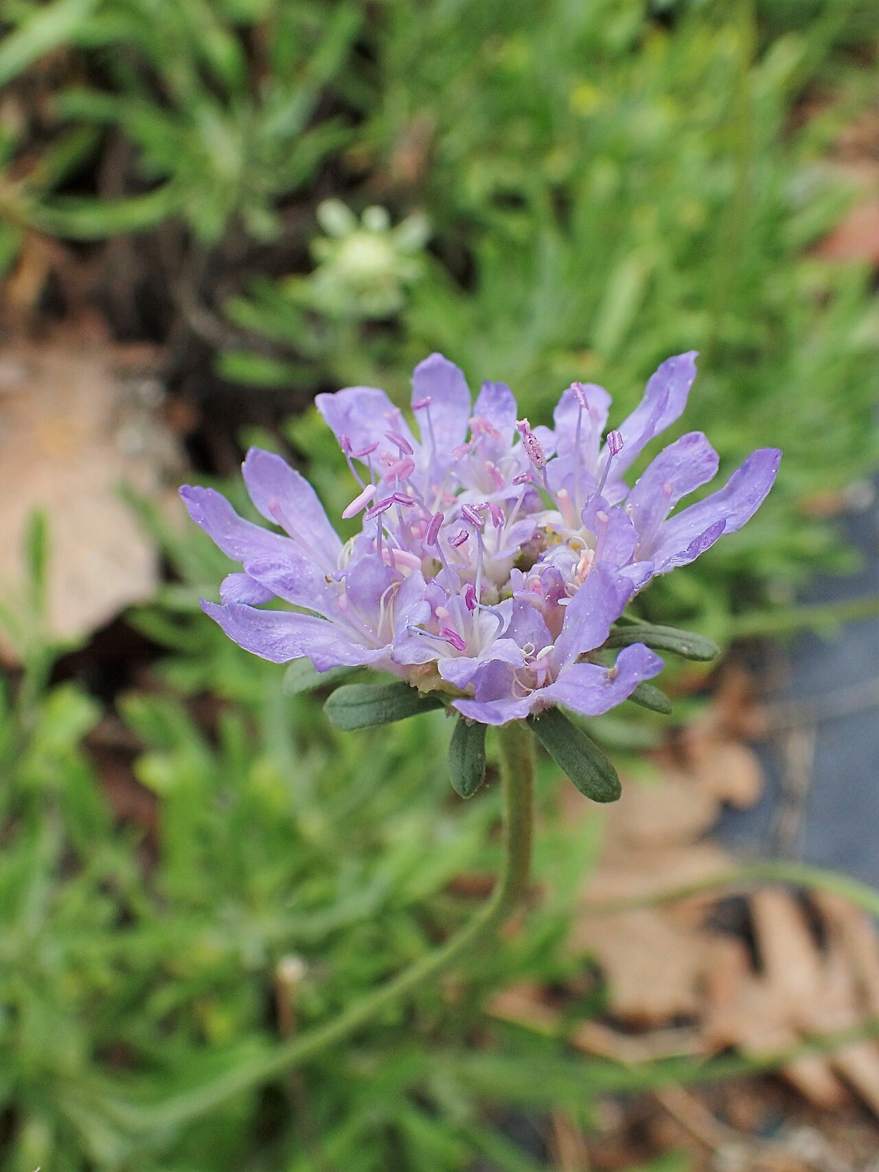 Lomelosia hymettia: Lomelosia hymettia in Balkan Botanic Garden of Kroussia