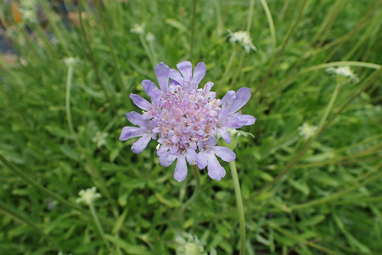 Lomelosia hymettia: Lomelosia hymettia in Balkan Botanic Garden of Kroussia