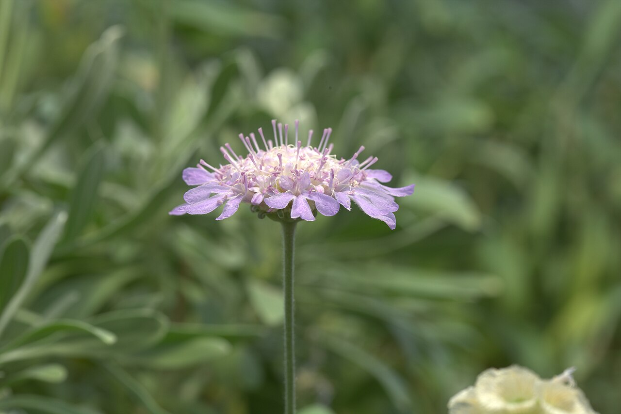 Lomelosia hymettia: Scabiosa hymettia in Gothenburg botanical garden. Plant id: 2005-1234 s W -- Strid