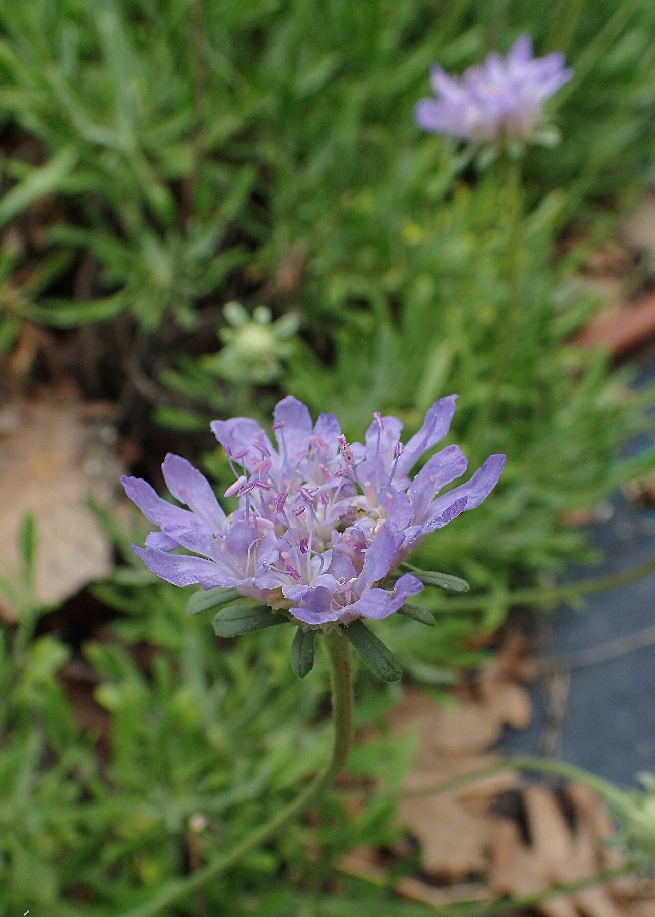 Lomelosia hymettia: Lomelosia hymettia in Balkan Botanic Garden of Kroussia