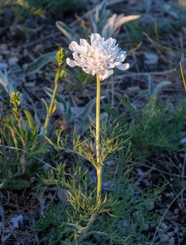 Lomelosia isetensis (Lomelosia isetensis)