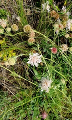 Lomelosia isetensis (Lomelosia isetensis)