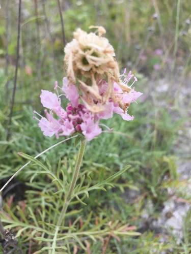 Lomelosia isetensis (Lomelosia isetensis)