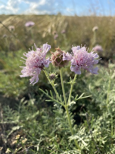 Lomelosia isetensis (Lomelosia isetensis)