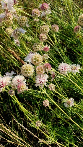 Lomelosia isetensis (Lomelosia isetensis)