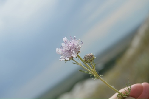 Lomelosia isetensis (Lomelosia isetensis)
