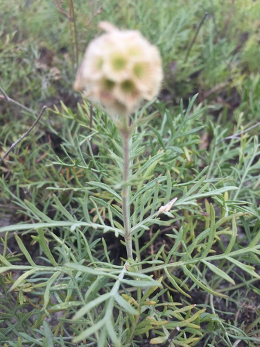 Lomelosia isetensis (Lomelosia isetensis)