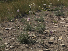 Lomelosia isetensis (Lomelosia isetensis)
