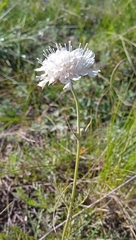 Lomelosia isetensis (Lomelosia isetensis)