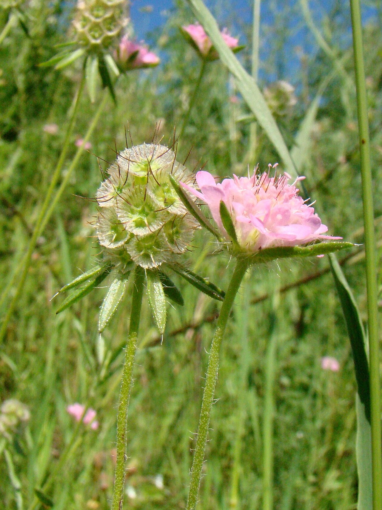 Lomelosia micrantha: Scabiosa micrantha . Russia, Krasnodar kray, Ust'-Labinsk. Coast of Kuban River.