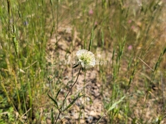 Lomelosia micrantha (Lomelosia micrantha)