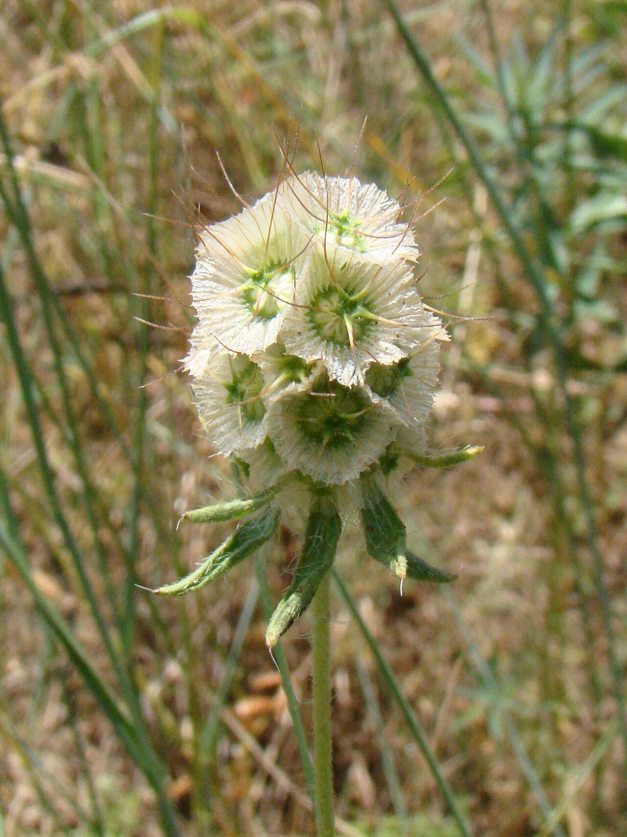 Lomelosia micrantha: Scabiosa micrantha . Russia, Krasnodar kray, Ust'-Labinsk. Coast of Kuban River.