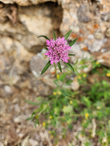 Lomelosia micrantha (Lomelosia micrantha)