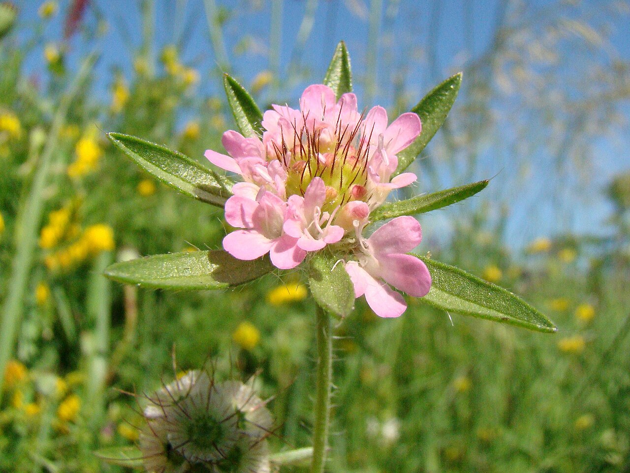 Lomelosia micrantha: Scabiosa micrantha . Russia, Krasnodar kray, Ust'-Labinsk. Coast of Kuban River.