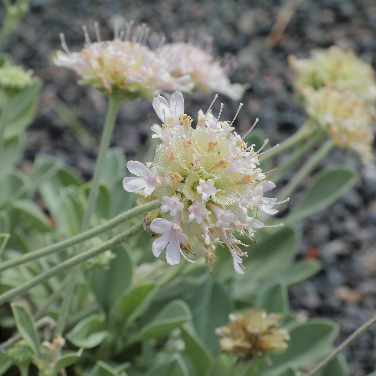 Lomelosia minoana: Scabiosa minoana, identifierad med hjälp av befintlig skylt vid Kew Gardens , London.